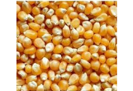 Popcorn Maize